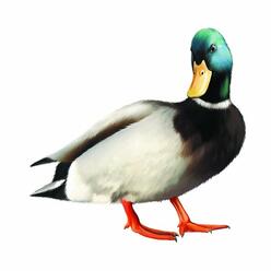 ✓ Селезень #вектор скачать клипарт бесплатно - Clipart-DB