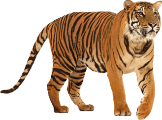 Siberian Тигр PNG HD | PNG Mart