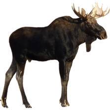 Лось PNG