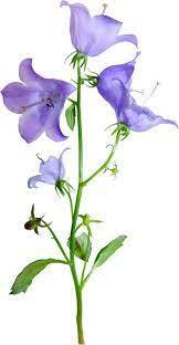 Bellflower PNG alpha channel clipart images (pictures) with transparent background. Free downloading.