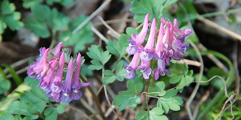 Ряст – Corydalis – Хохлатка