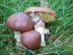 0300s2lg-2e5d-253x189.jpg