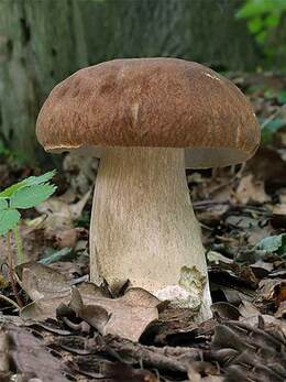 0300s2mj-e6c0-260x347.jpg