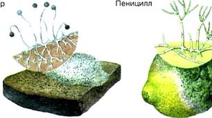 Мікроскопічні гриби