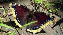 Vanessa Antiopa - Nymphalidae - Ґорґани - 6.08.2017 - YouTube