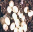 0300s86i-d58c-116x110.png