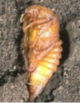 0300s89v-f777-116x150.png