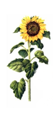 0300s8k5-bfbd-77x178.png