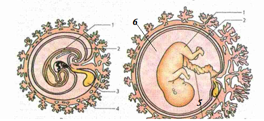 0300sjjr-c820-516x238.png