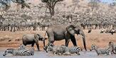 Serengeti' documentary series review: Soap opera with an all-animal cast- The New Indian Express