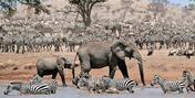 Serengeti' documentary series review: Soap opera with an all-animal cast- The New Indian Express
