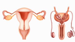Будова репродуктивної системи
