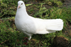 0300sqgg-be1c-100x67.png