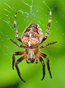 0300st0z-4375-65x88.png