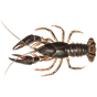 0300st1m-1c20-88x88.png