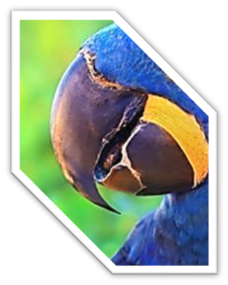 0300stsz-60f9-121x151.png