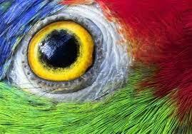 15 Parrot Eyes Really Close Up | Animal close up, Parrot, Eye close up