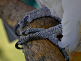 Why Is My Bird Biting It's Feet? | BirdSupplies.com