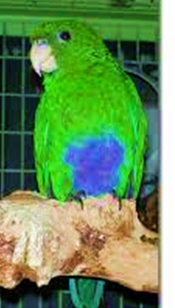 0300sv8o-4d38-175x308.png