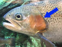 picture of gill