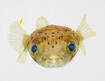 picture of fin