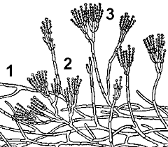 0300sxib-b885-240x210.png