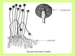 0300sxip-e2e3-259x194.jpg