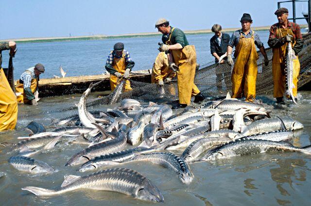 Прогнози розвитку рибальства та аквакультури (по доповіді ФАО 2020 р.) - fishindustry.com.ua