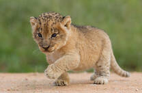 18,631 Lion Cub Stock Photos, Pictures & Royalty-Free Images - iStock