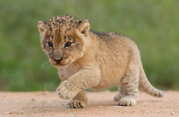 18,631 Lion Cub Stock Photos, Pictures & Royalty-Free Images - iStock