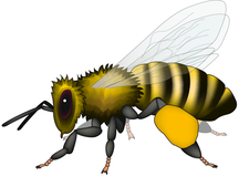 The viruses and the bees | Nature Reviews Microbiology