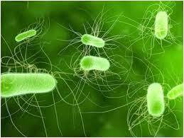 Кишкова паличка - симптоми :: 4MP.ck.ua