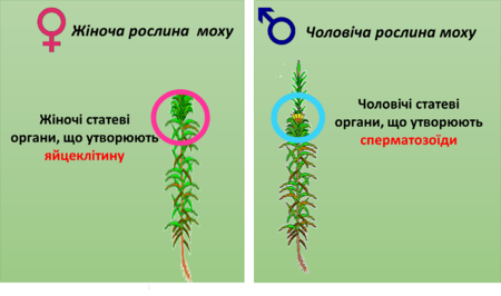 0300tcz5-7684-442x262.png