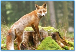 0300tiow-afde-253x173.png