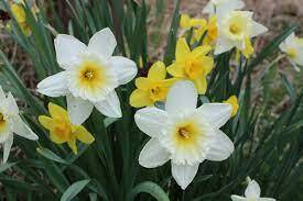 Daffodil Flower Types, How To Grow, Care and Pictures | Florgeous