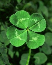 Don't Confuse a Shamrock for a Four-Leaf Clover | Dacula, GA Patch