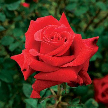 Pin on Roses