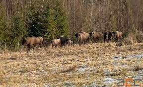У заказник на Буковині привезли самку зубра з Вінниччини