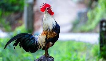 5 Common Myths About Roosters Dispelled - Hobby Farms