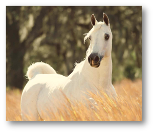 0300tytq-e935-301x260.png