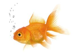 40 Different Types of Fish Species In World and Their Facts | Styles At Life