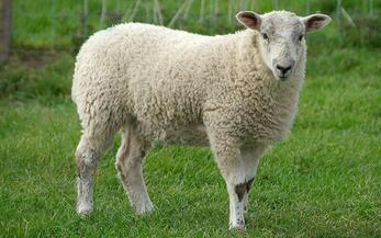 Sheep shearing, wool classing schools Nov. 18-20 | Morning Ag Clips