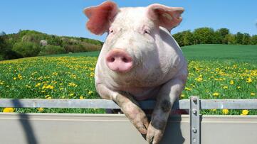 Pig