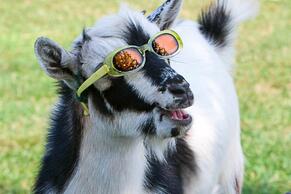 This week's best from the web: Dance like a G.O.A.T. - The Verge