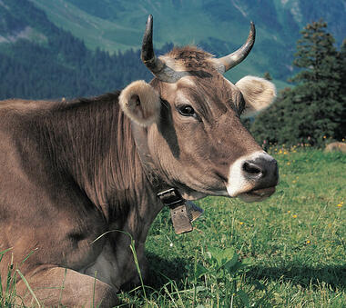 Swiss voters reject bid to save cow horns