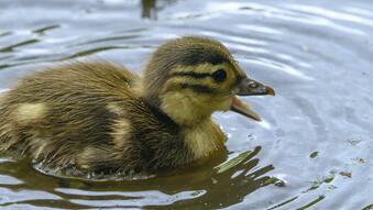 Duck Teeth and How Ducks Eat