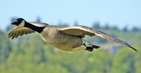 GOOSE - определение и синонимы слова goose в словаре английский языка