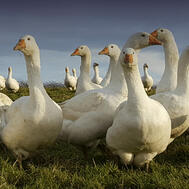 Free Range Norfolk Goose - available now from frozen - Fosse Meadows Farm - delivered for Christmas