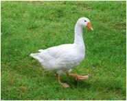 Florence the Goose - EcoTopia