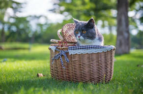 195 Cat In A Picnic Basket Stock Photos, Pictures & Royalty-Free Images - iStock